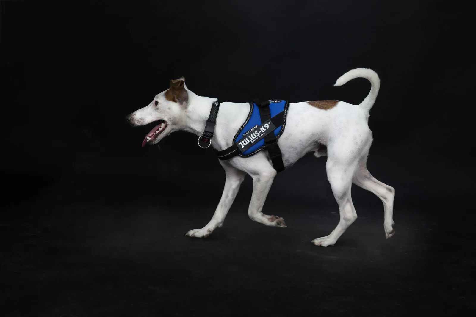 IDC® Powerharness - Blue