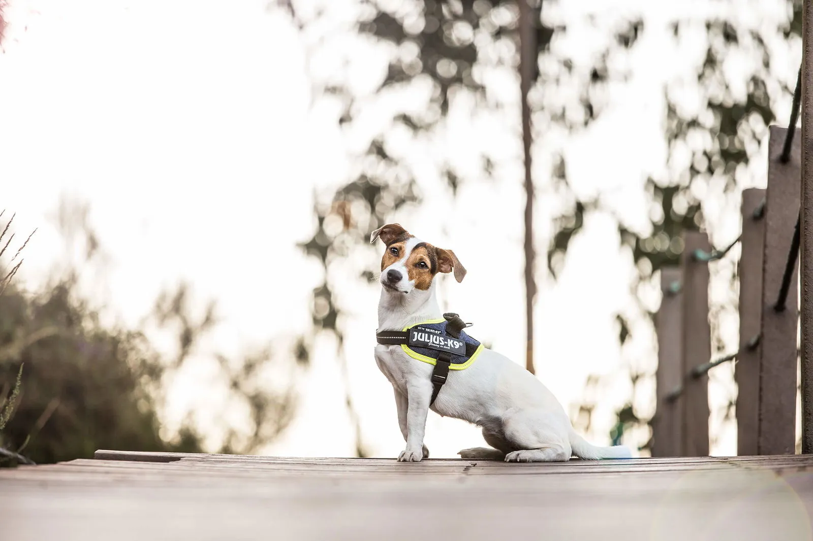 IDC® Powerharness - Denim with Neon Edge
